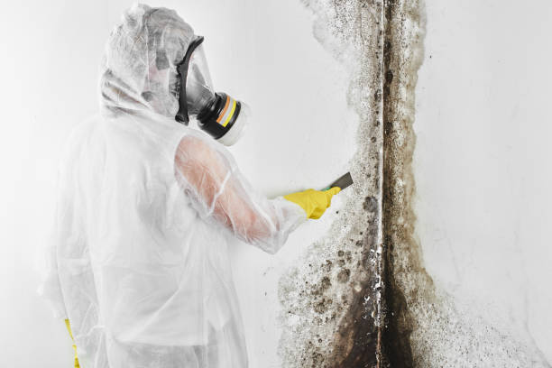 Best Preventive Mold Services in Rockville, MN